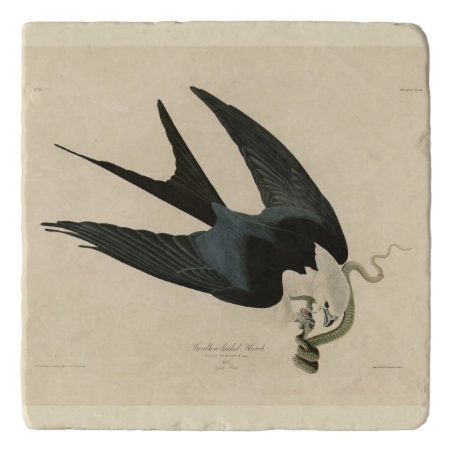 Swallow-tailed Hawk - Audubon's Birds of America Trivet (Front)