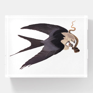Swallow Tailed Hawk with Snake Vintage Audubon Paperweight