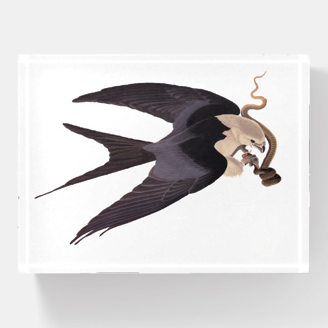 Swallow Tailed Hawk with Snake Vintage Audubon Paperweight (Front)