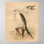 Swallow Tailed Kite Bird Vintage Art Print at Zazzle