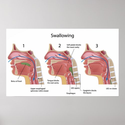 Swallowing process Poster