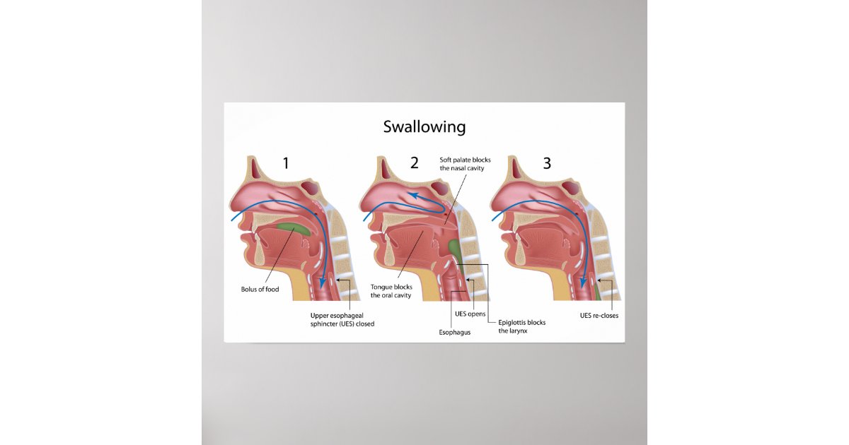 Swallowing process Poster Biology Diagrams