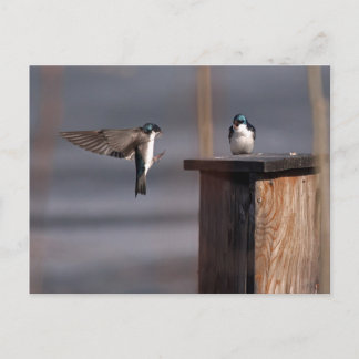 Swallows 9659 postcard