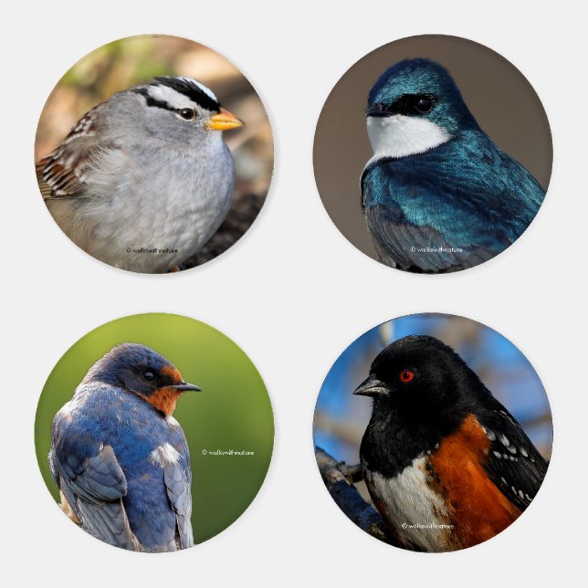 Swallows and Sparrows of North America Coaster Set (Set)