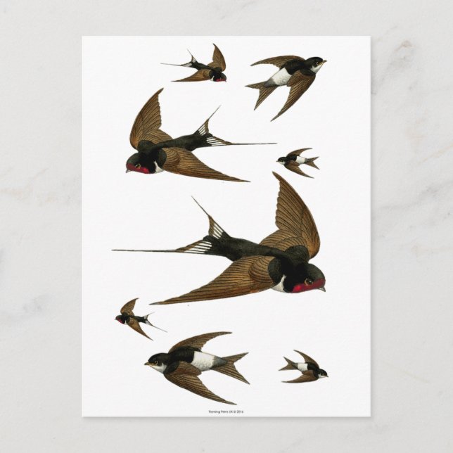 Swallows Flock Vintage Birds Postcard (Front)