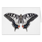 Swallowtail 2012 (Front Horizontal)