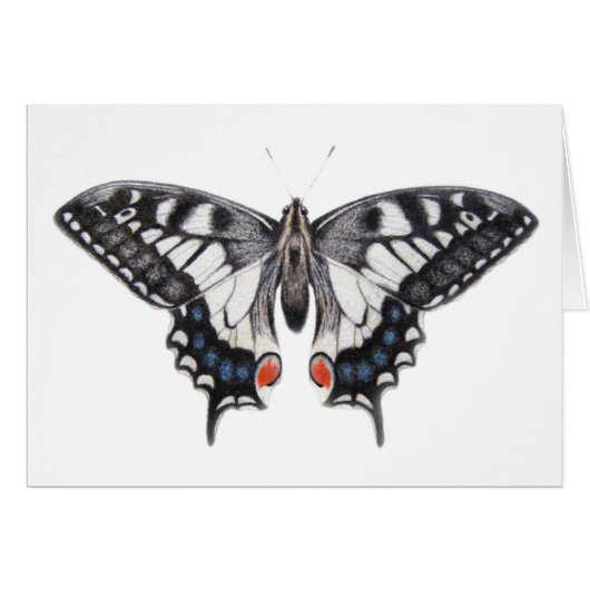 Swallowtail 2012 (Front Horizontal)
