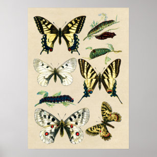 4020.11 butterflies and one caterpillar.POSTER.Interior Home School art decor 