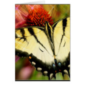 Swallowtail Butterfly (Front)