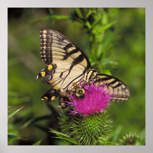 Swallowtail Butterfly and Bee on a Flower. Poster (Front)
