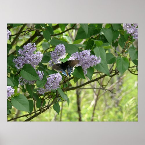 Swallowtail Butterfly and Lilac Bush Poster