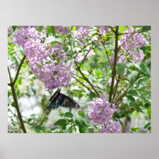 Swallowtail Butterfly and Lilac Bush Poster