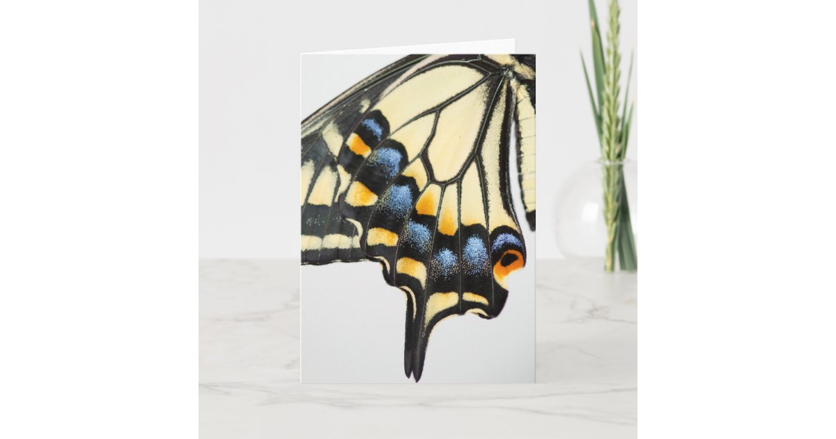 Swallowtail Butterfly Blank Greeting Card | Zazzle