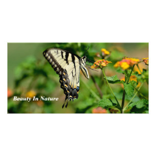 Swallowtail Butterfly Card