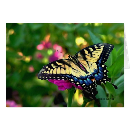 Swallowtail butterfly card