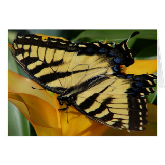Swallowtail Butterfly Cards