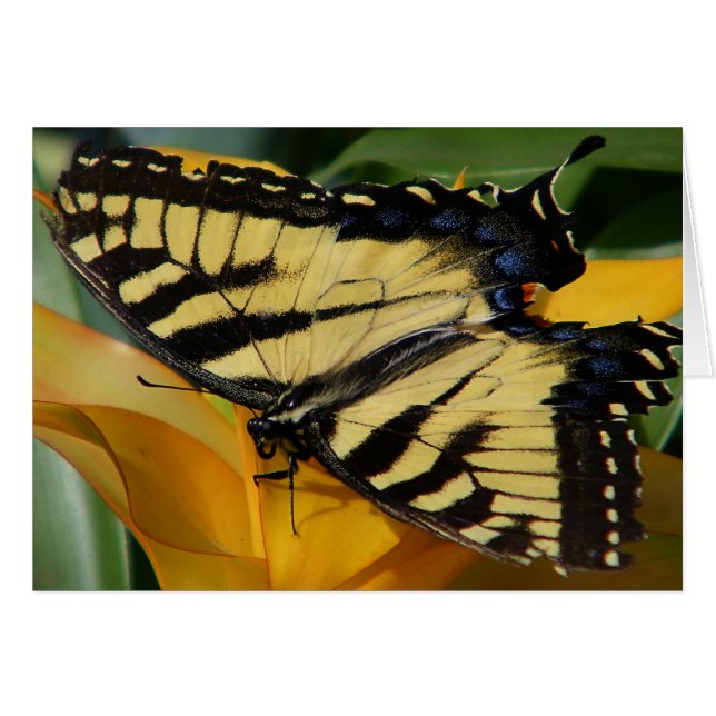 Swallowtail Butterfly Cards (Front Horizontal)