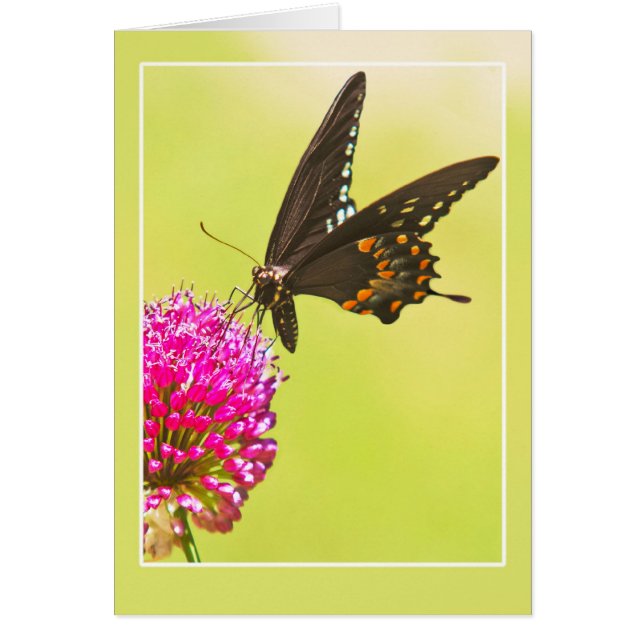 Swallowtail Butterfly Cards (Front)