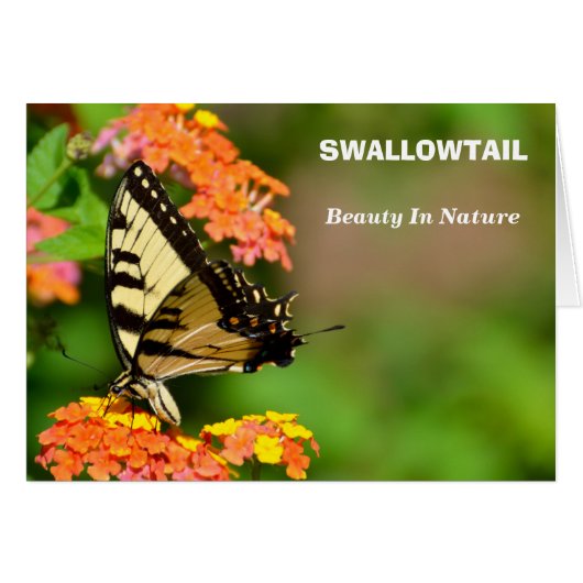 Swallowtail Butterfly Cards (Front Horizontal)