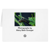Swallowtail Butterfly Cards (Back Horizontal)