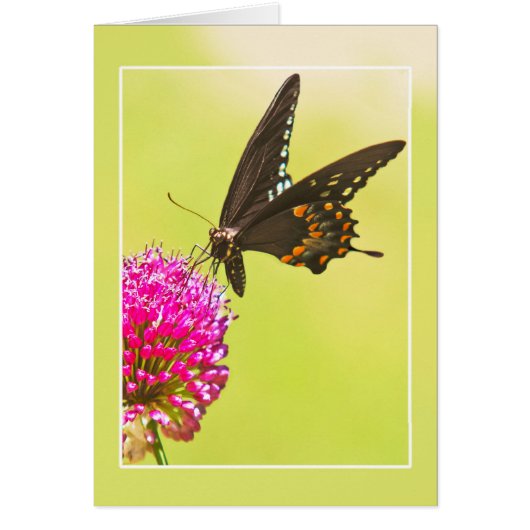 Swallowtail Butterfly Cards (Front)