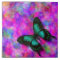 Swallowtail Butterfly
