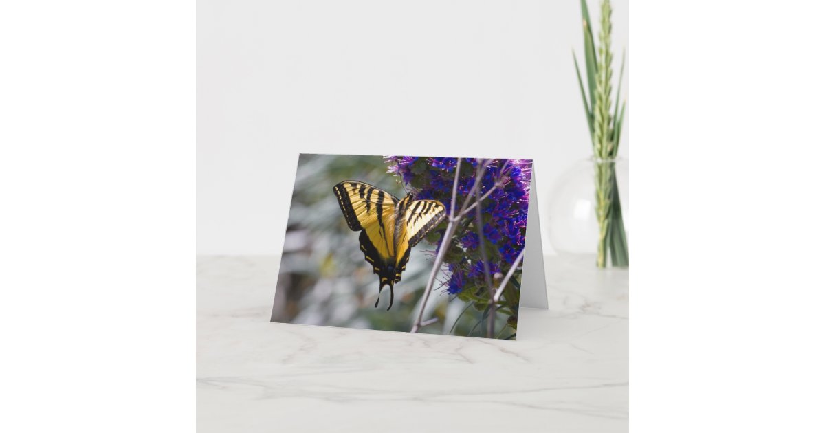 Swallowtail Butterfly Greeting Card | Zazzle
