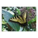 Swallowtail Butterfly I on Milkweed at Shenandoah