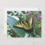 Swallowtail Butterfly I on Milkweed at Shenandoah