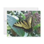 Swallowtail Butterfly I on Milkweed at Shenandoah