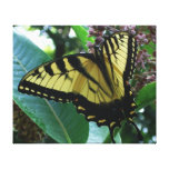 Swallowtail Butterfly I on Milkweed at Shenandoah Canvas Print