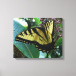 Swallowtail Butterfly I on Milkweed at Shenandoah Canvas Print