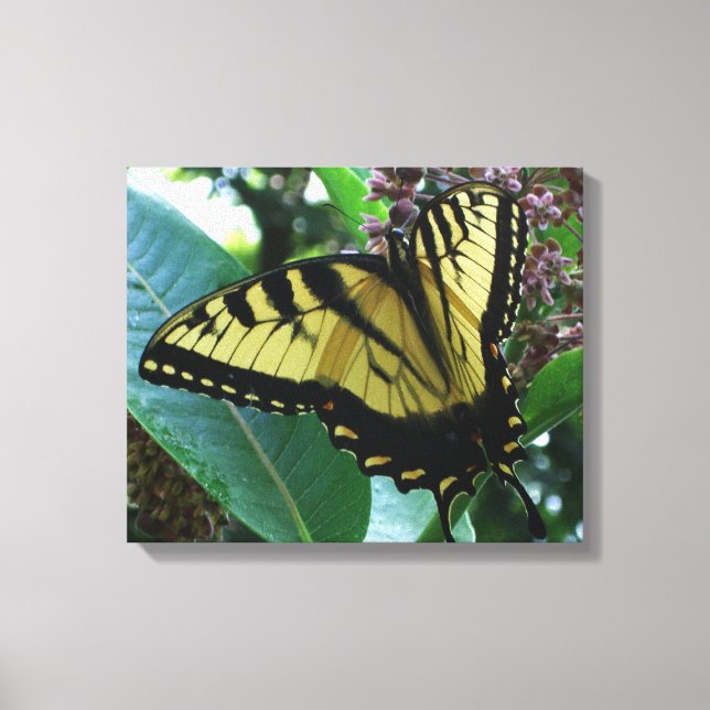 Swallowtail Butterfly I on Milkweed at Shenandoah Canvas Print (Front)