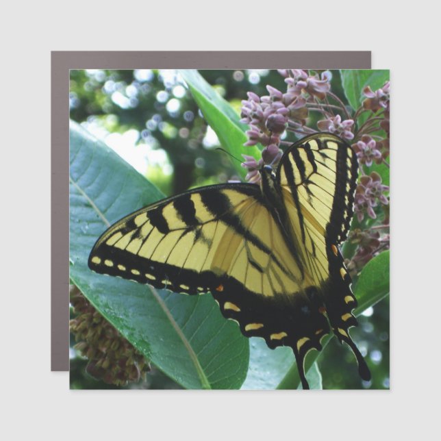 Swallowtail Butterfly I on Milkweed at Shenandoah Car Magnet (Front)