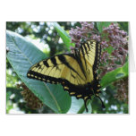 Swallowtail Butterfly I on Milkweed at Shenandoah Card