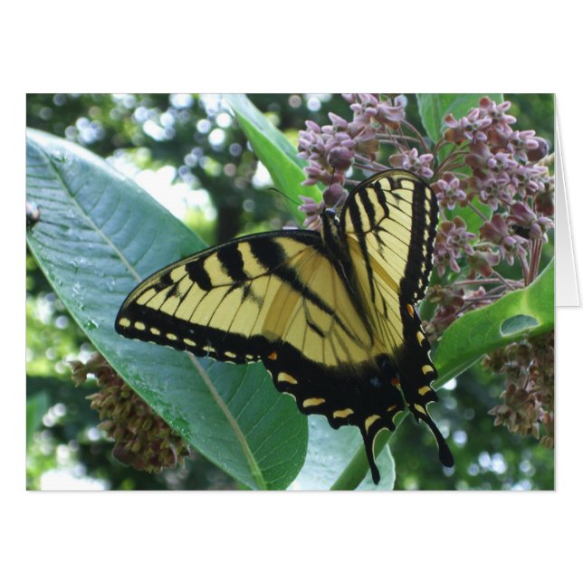 Swallowtail Butterfly I on Milkweed at Shenandoah Card (Front Horizontal)