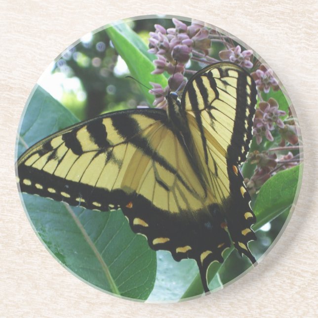 Swallowtail Butterfly I on Milkweed at Shenandoah Coaster (Front)