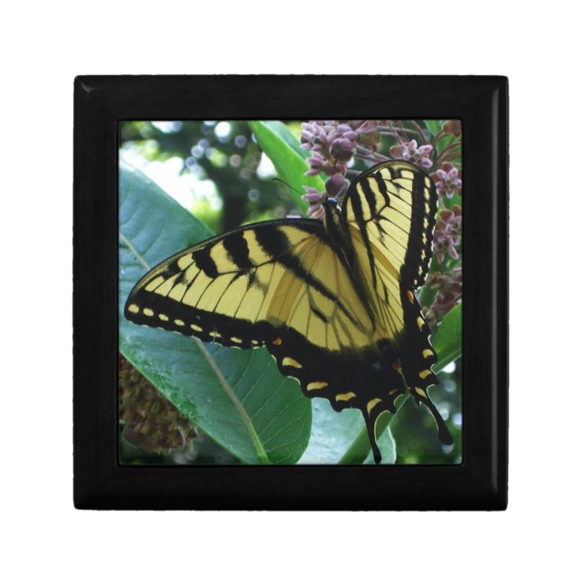 Swallowtail Butterfly I on Milkweed at Shenandoah Keepsake Box (Front)