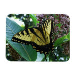 Swallowtail Butterfly I on Milkweed at Shenandoah Magnet