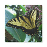 Swallowtail Butterfly I on Milkweed at Shenandoah Magnet