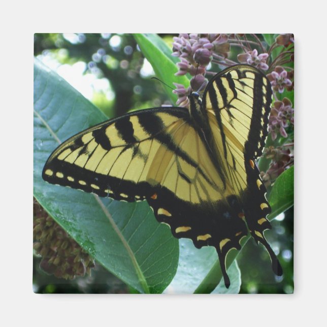 Swallowtail Butterfly I on Milkweed at Shenandoah Magnet (Front)
