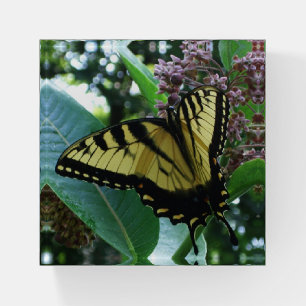 Swallowtail Butterfly I on Milkweed at Shenandoah Paperweight