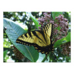 Swallowtail Butterfly I on Milkweed at Shenandoah Photo Print