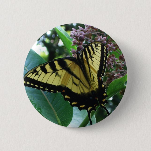 Swallowtail Butterfly I on Milkweed at Shenandoah Pinback Button (Front)