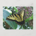 Swallowtail Butterfly I on Milkweed at Shenandoah Postcard