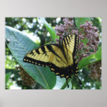 Swallowtail Butterfly I on Milkweed at Shenandoah Poster