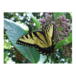 Swallowtail Butterfly I on Milkweed at Shenandoah Poster