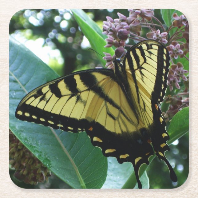 Swallowtail Butterfly I on Milkweed at Shenandoah Square Paper Coaster (Front)