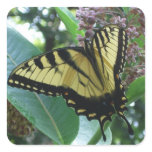 Swallowtail Butterfly I on Milkweed at Shenandoah Square Sticker