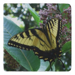 Swallowtail Butterfly I on Milkweed at Shenandoah Trivet